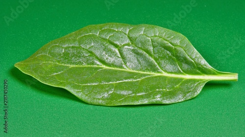 Single Light Green Leaf on Dark Green Background