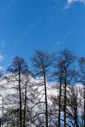 Tall leafless trees stand as dark silhouettes, their intricate branches sprea...