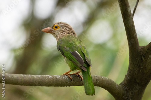 Lineated Barbet (Psilopogon lineatus) perched on a tree branch.