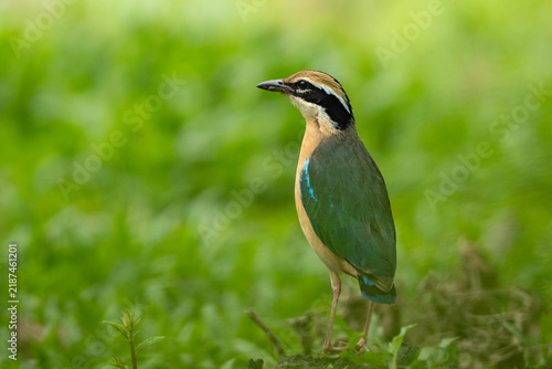 Indian Pitta (Pitta brachyura) standing alert on the lush green ground.