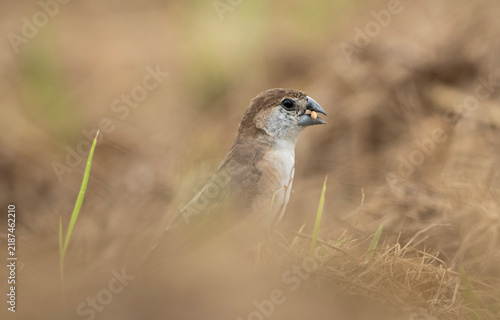 Indian Silverbill (Euodice malabarica) holding a grain in its beak on the ground.
