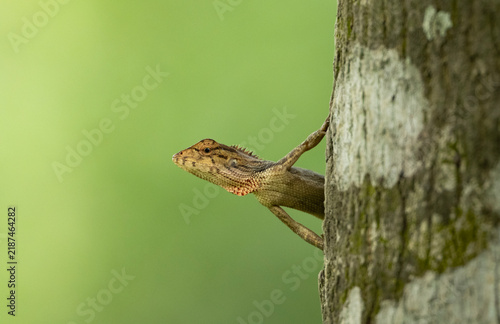 Oriental Garden Lizard (Calotes versicolor) climbing a tree trunk against a green background.