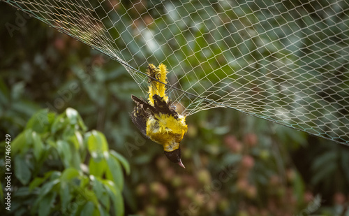 Black-hooded Oriole (Oriolus xanthornus) trapped in a protective garden net.