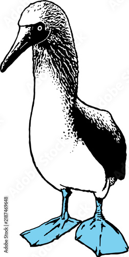 blue footed booby bird