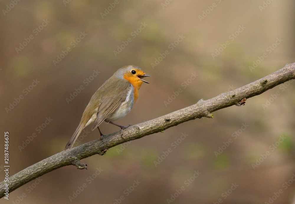 Obraz premium European robin (Erithacus rubecula)