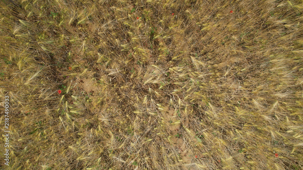 Obraz premium A drone shot captures the texture of a golden wheat field nearing harvest, dotted with vibrant red poppies and patches of dry earth