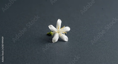 Single white jasmine flower on dark grey surface.