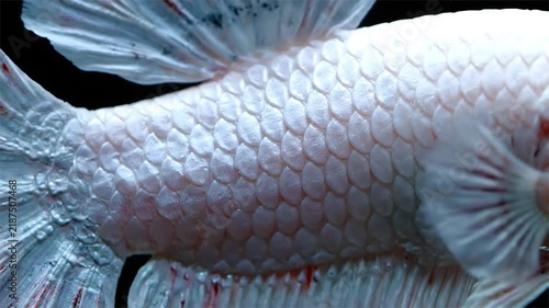 Extreme macro close up of white betta fish body displaying detailed scales and fins