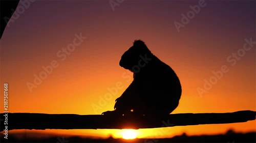 Silhouette of koala sitting on tree branch against vibrant orange sunset sky