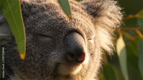 Cute koala resting in a gum tree with warm sunlight filtering through green leaves, close up face shot