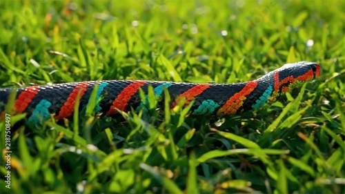 Colorful snake slithering through green grass outdoors, close up shot of vibrant red blue and black patterned serpent moving in nature