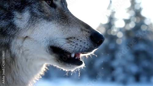 Close up of grey wolf face sniffing in snowy winter forest with bright sunlight and lens flare