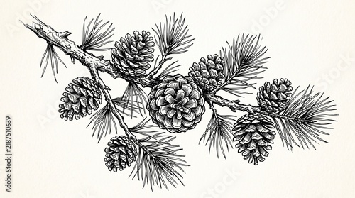 Vector sketch hand drawn pine cones on a branch, line art
