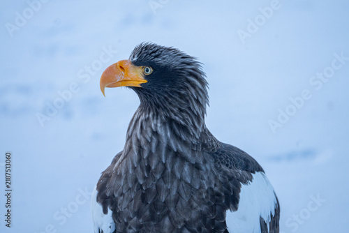 Foto Hokkaido in inverno, animali selvatici e territori poetici d'inverno ricoperti d