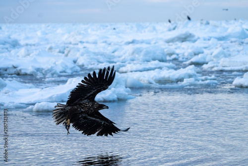 Photography Hokkaido in inverno, animali selvatici e territori poetici d'inverno ricoperti d