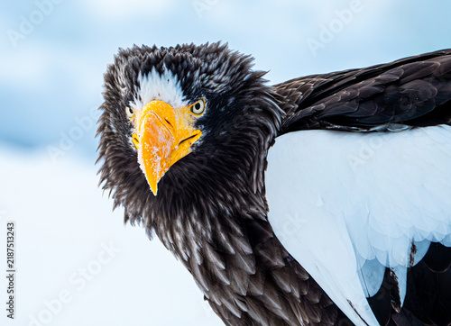 Bild auf Leinwand Hokkaido in inverno, animali selvatici e territori poetici d'inverno ricoperti d