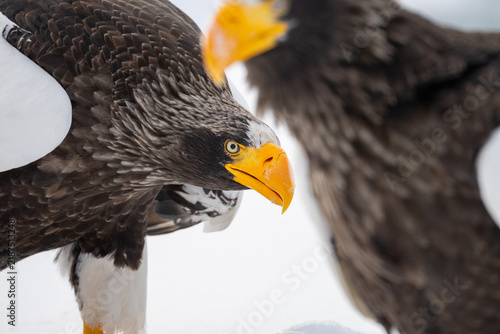 Cuadro en lienzo Hokkaido in inverno, animali selvatici e territori poetici d'inverno ricoperti d
