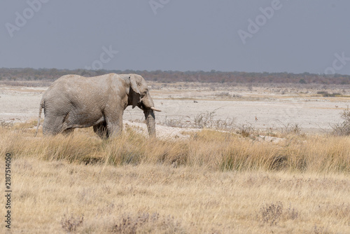 Photography Viaggio nel deserto della Namibia, dune animali selvatici, deserto e panorami