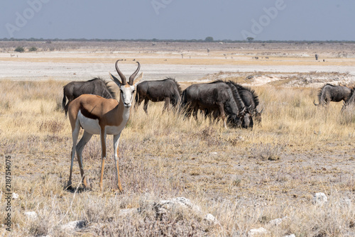 Photography Viaggio nel deserto della Namibia, dune animali selvatici, deserto e panorami