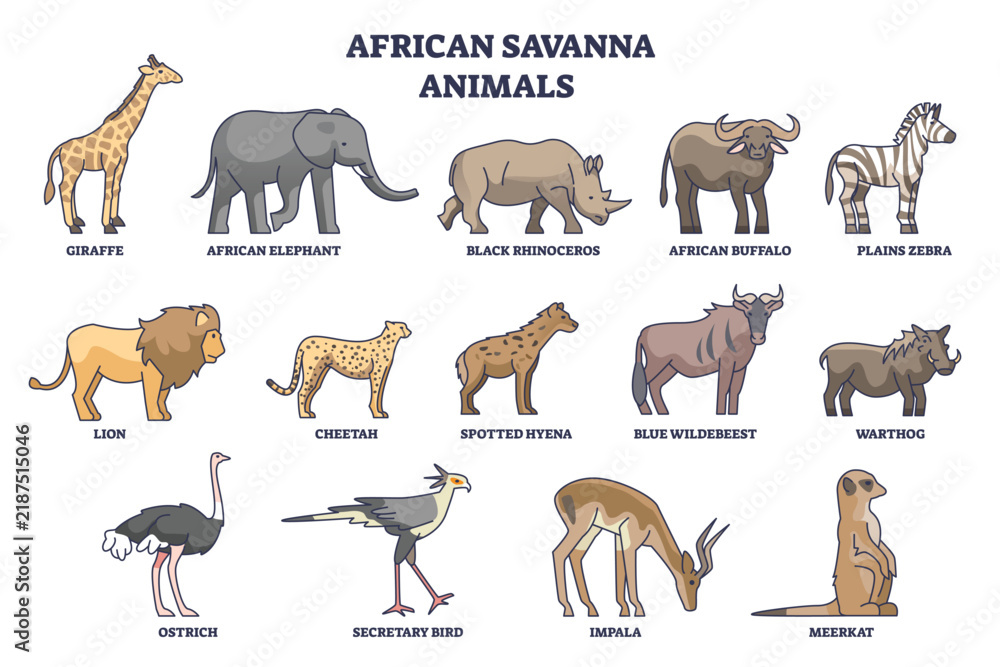 Fototapeta premium African savanna animals chart summarizing species and roles, giraffe, elephant, lion stand out for quick learning. Outline diagram