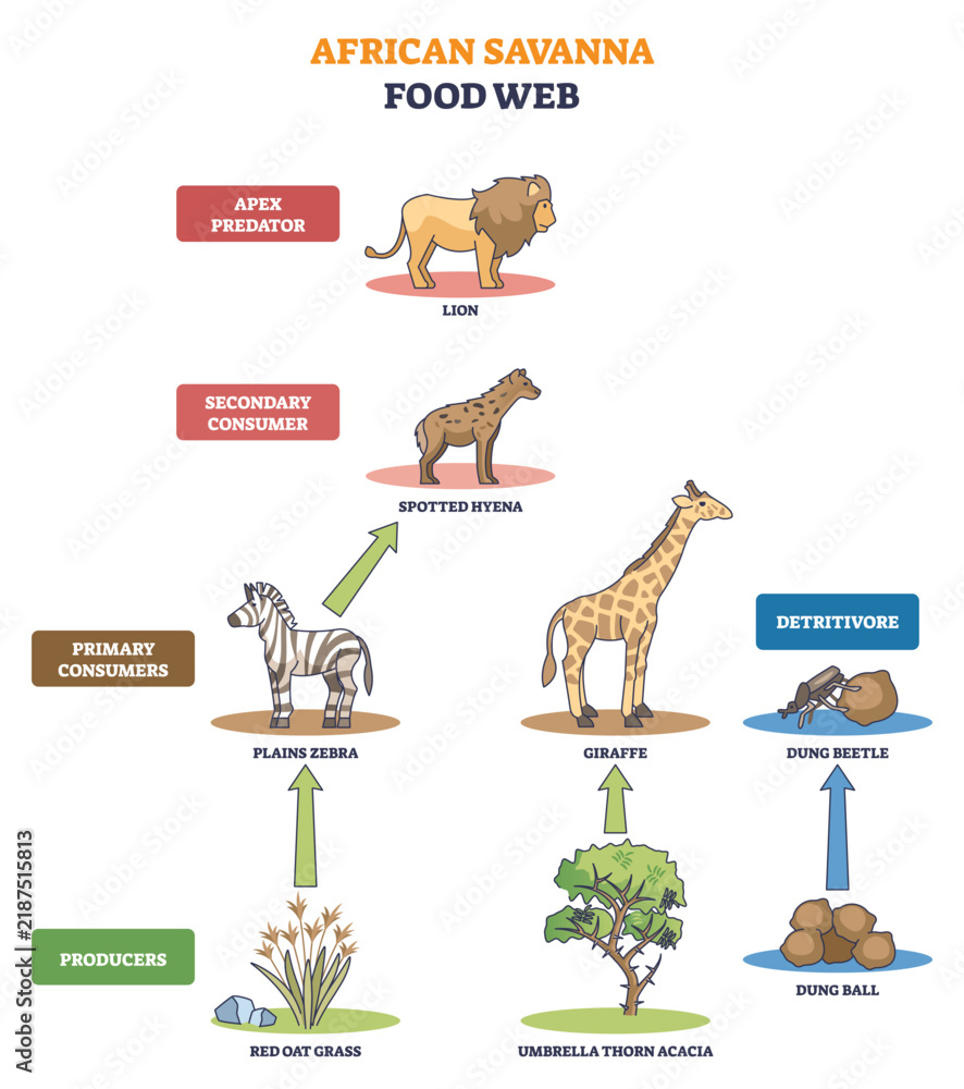 Fototapeta premium Savanna food web showing energy flow from producers to consumers, lion, zebra, and giraffe mark trophic levels across the ecosystem. Outline diagram