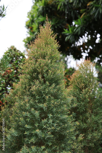 Bild auf Leinwand Claret Tops Honey Myrtle (also known as Snow-in-Summer) features new shoots in s