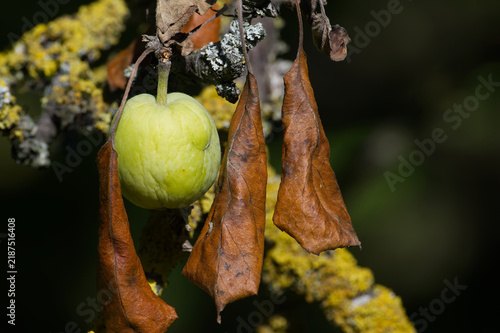 Unripe apple and dried leaves on a lichen-covered branch during a drought