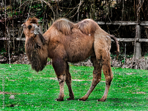 Fotografía Bactrian camel on the lawn. Latin name - Camelus bactrianus