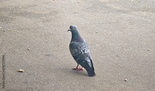 Foto A solitary pigeon stands on a concrete surface