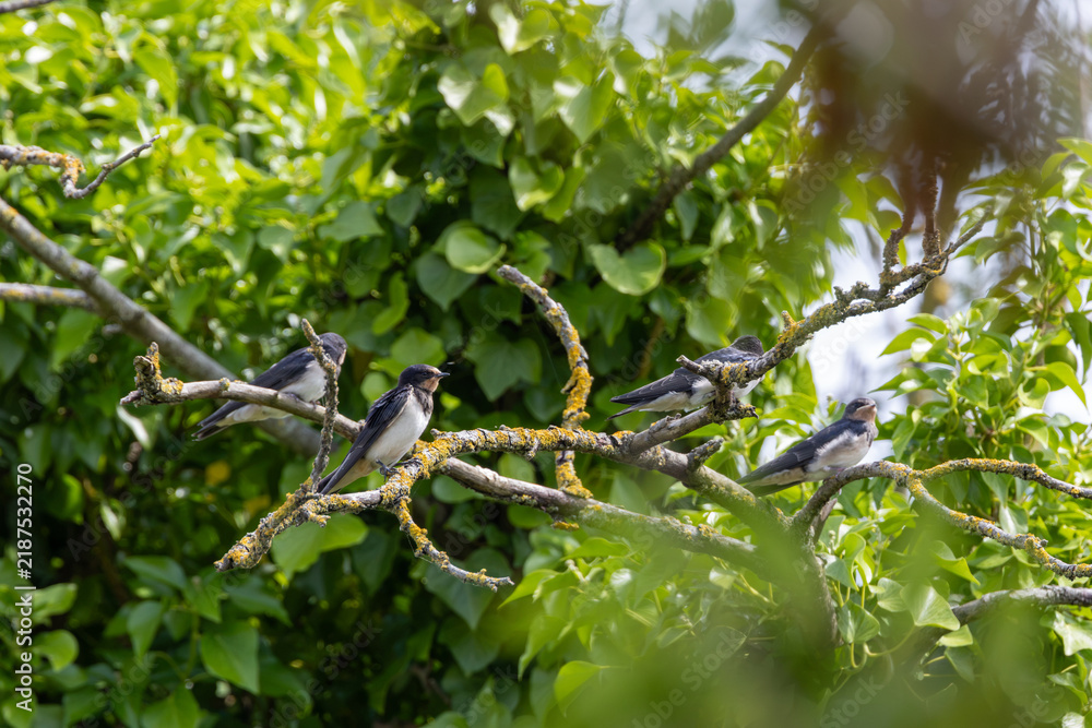 Obraz premium Barn swallows perched on branches in a tree