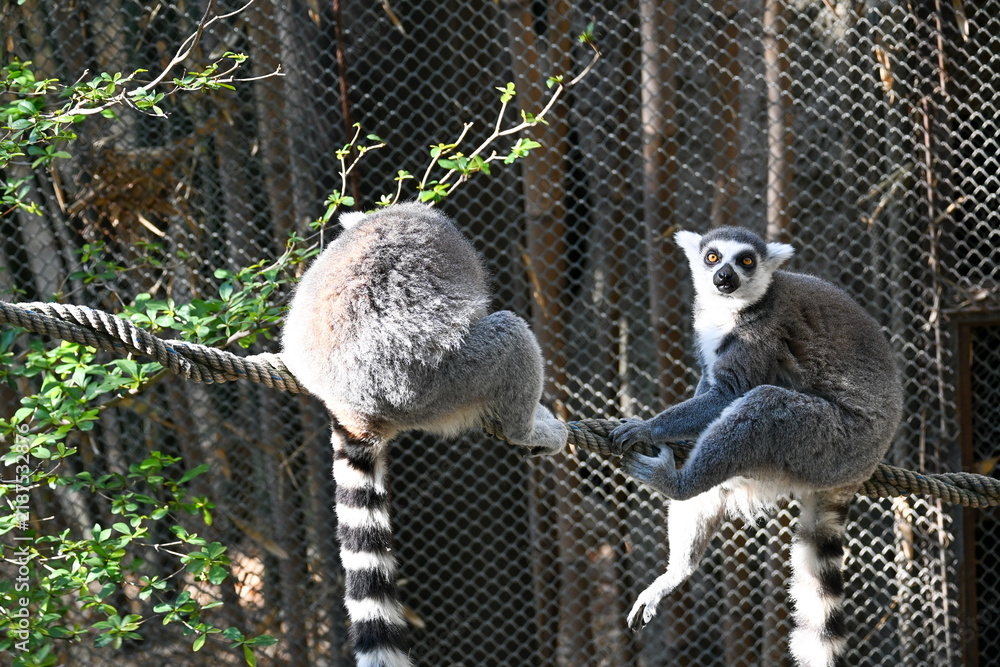 Obraz premium A pair of cute ring-tailed lemurs with striking striped tails resting on a thick rope in a zoo enclosure on a sunny day. One lemur faces the camera with curious eyes, while the other faces away