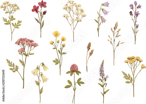 Vintage Botanical Wildflowers Herbarium Pressed Plants Set Illustration