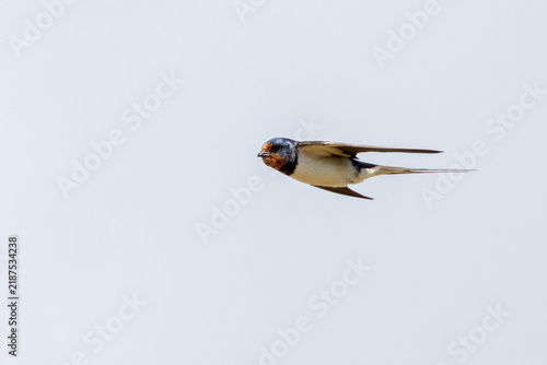 Wall Mural Adult barn swallow in flight with an item in its bill
