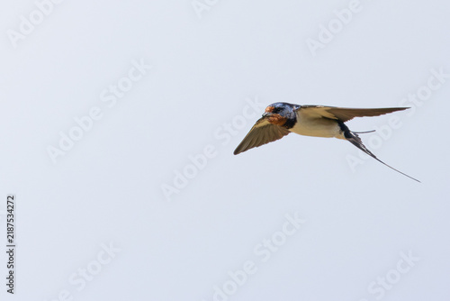 Wall Mural Adult barn swallow in flight carrying nesting material