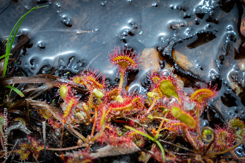 Sundew plant by the water