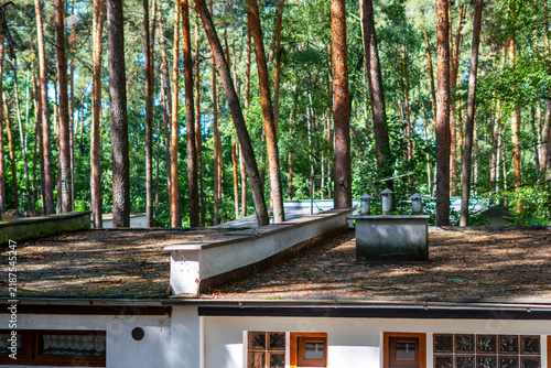 Obraz na płótnie Flat building roof covered with fallen pine needles, featuring a chimney and low wall in the foreground, surrounded by a dense pine forest with tall tree trunks in natural summer sunlight