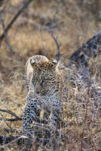 Canvas Print African Leopard female walks through long grass in Kruger national park