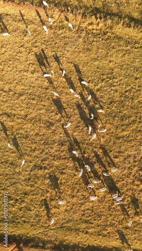 Aerial drone footage of cattle grazing peacefully in a pasture on a sunny afternoon in Brazil