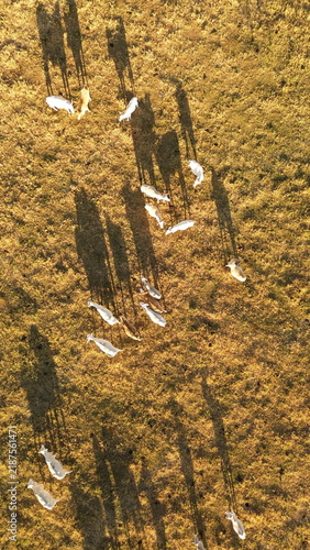 Aerial drone footage of cattle grazing peacefully in a pasture on a sunny afternoon in Brazil