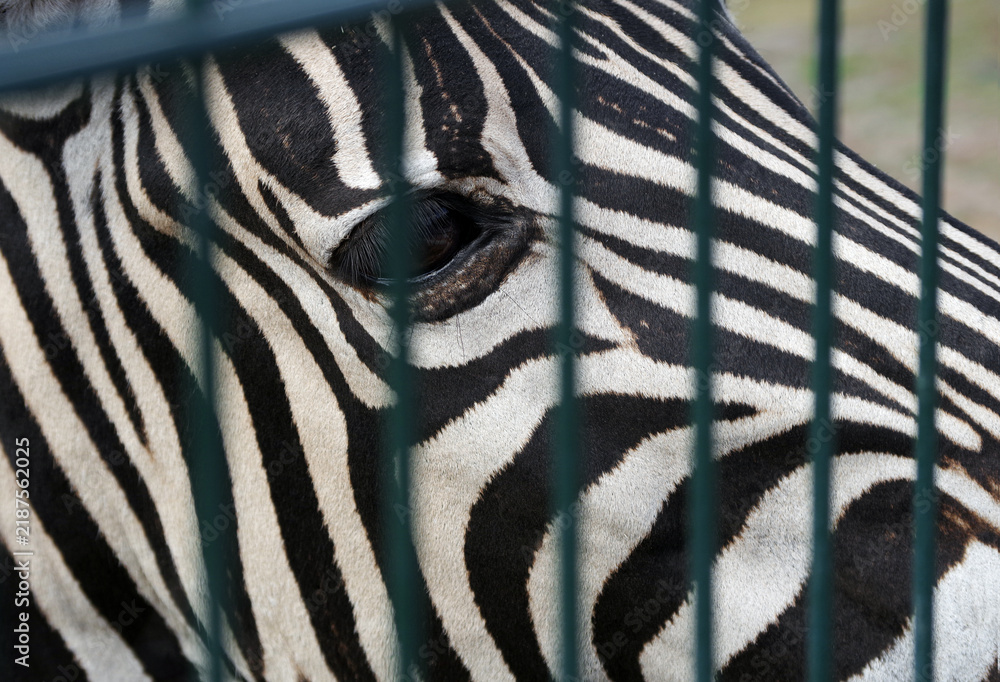Fototapeta premium A zebra at the zoo. A close-up portrait of a zebra in an enclosure behind a fence.