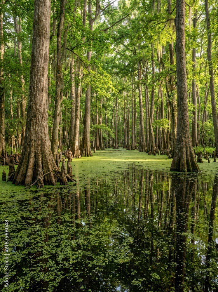 Fototapeta premium Serene Cypress Swamp with Lush Green Duckweed and Reflections in Southern Bayou Wetlands