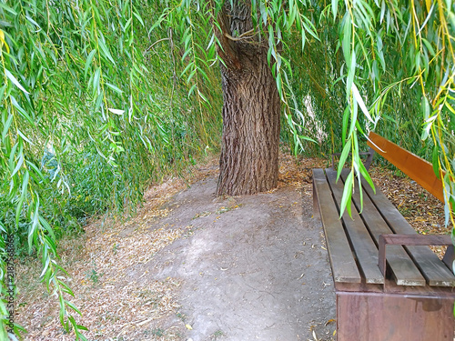 Obraz na płótnie A brown metal-wood bench, surrounded by the ground-growing, green leafy vines of a sad willow (Salix alba 'Tristis') and the tree trunk