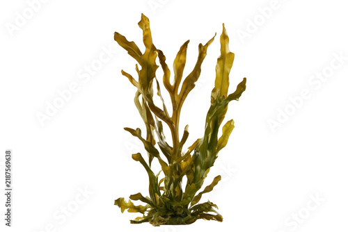 Realistic whole brown kelp seaweed plant arranged on transparent background for nature and food photography