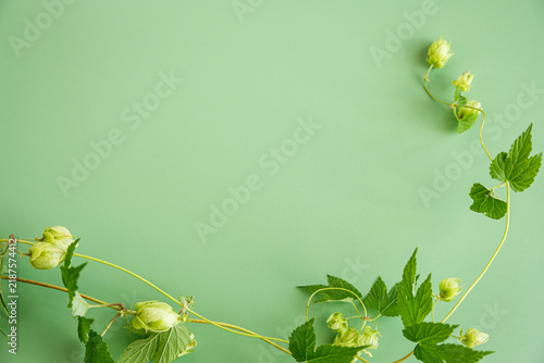 Obraz na plátně Fresh green hop cones and leaves on green background