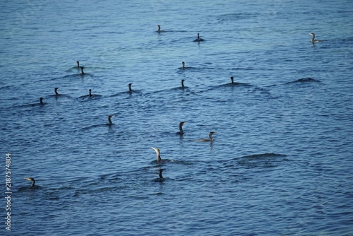 Les cormorans .