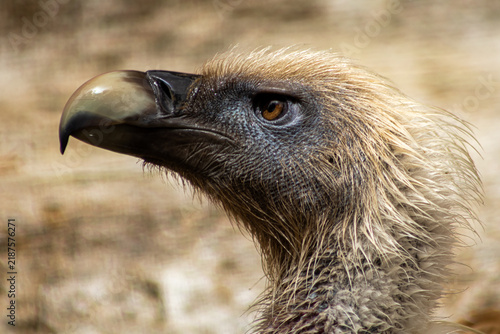 Bild auf Leinwand Griffon Vulture Gyps Fulvus Close-Up Portrait, Raptor, Bird of Prey, Wildlife, B