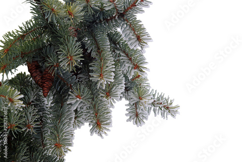 Winterliche weihnachtliche Tannenzweige und Tannenzapfen mit Schnee, freigestellt in png