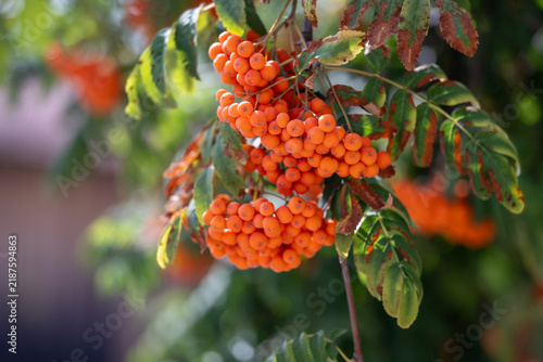 Foto Sorbus aucuparia var. edulis - mountain ash