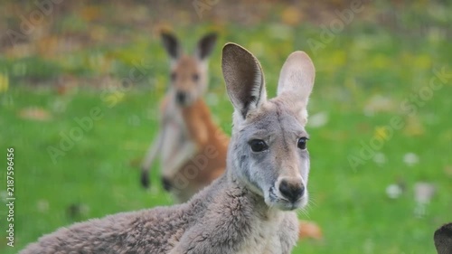 kangaroo looks at the camera and then runs away against a blurred background.
