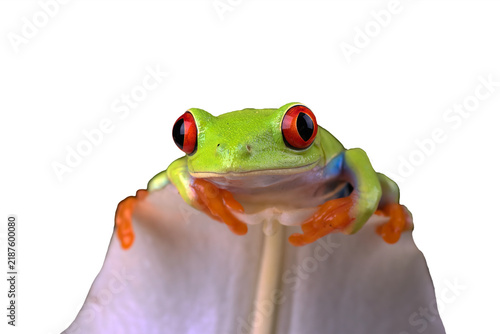 A red eyed tree frog perched on a leaf